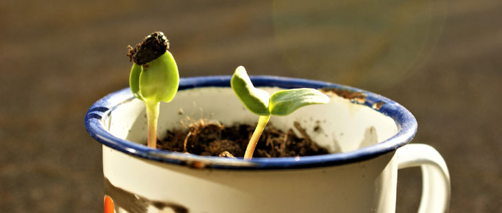 Plant and grow